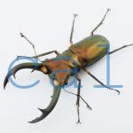 Cyclommatus elaphus2