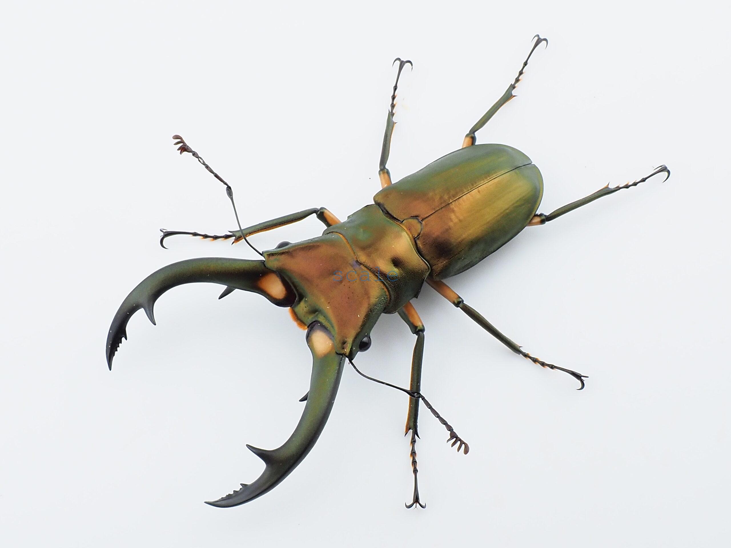 Cyclommatus elaphus2