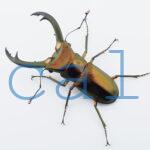 Cyclommatus elaphus2