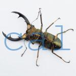 Cyclommatus elaphus2