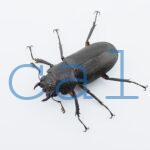 Cyclommatus elaphus2