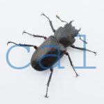 Cyclommatus elaphus2