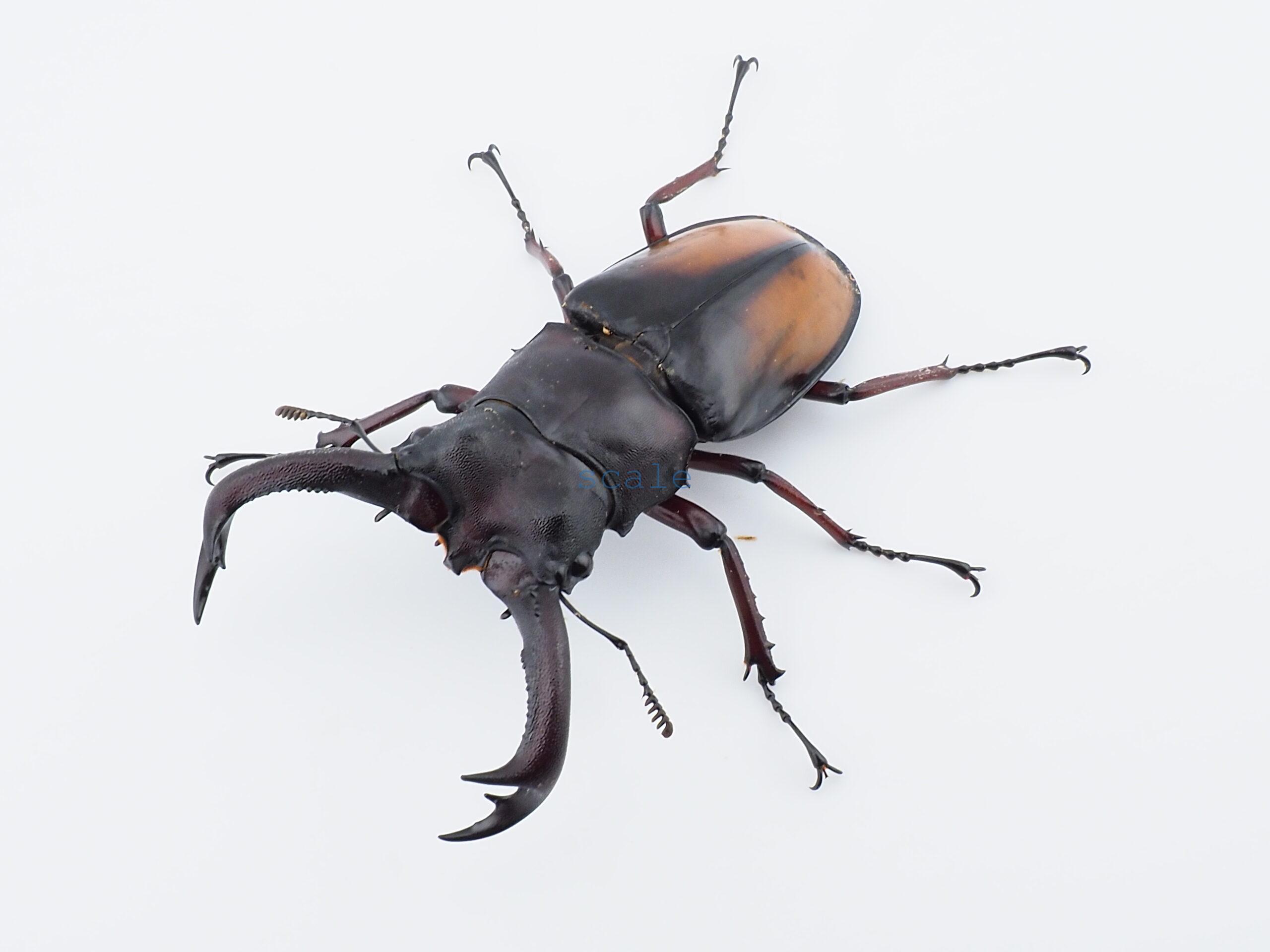 Hexarthrius parryi elongatus1