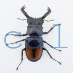 Hexarthrius parryi elongatus1