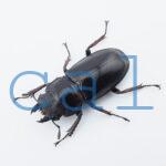 Hexarthrius parryi elongatus1