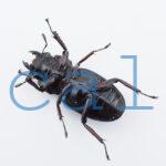 Hexarthrius parryi elongatus1