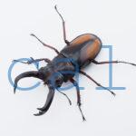 Hexarthrius parryi elongatus3