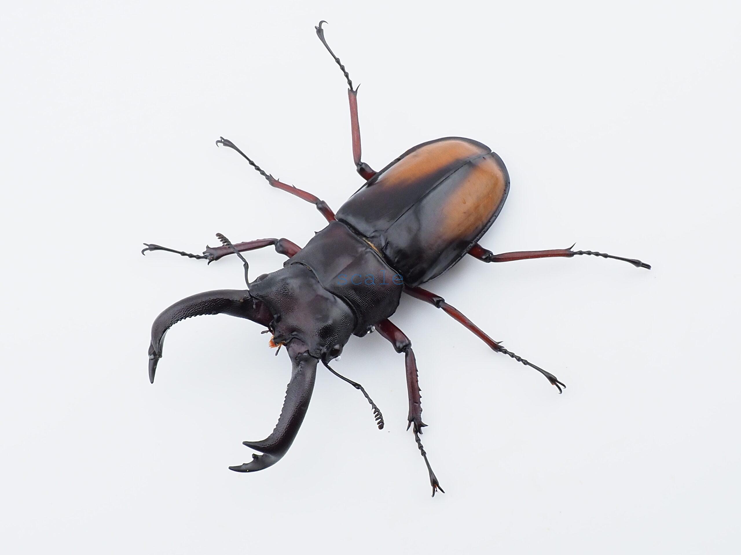 Hexarthrius parryi elongatus3