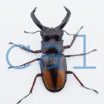 Hexarthrius parryi elongatus3