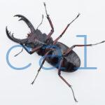 Hexarthrius parryi elongatus3