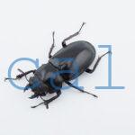 Hexarthrius parryi elongatus3