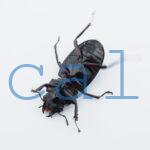 Hexarthrius parryi elongatus3