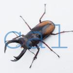 Hexarthrius parryi elongatus2