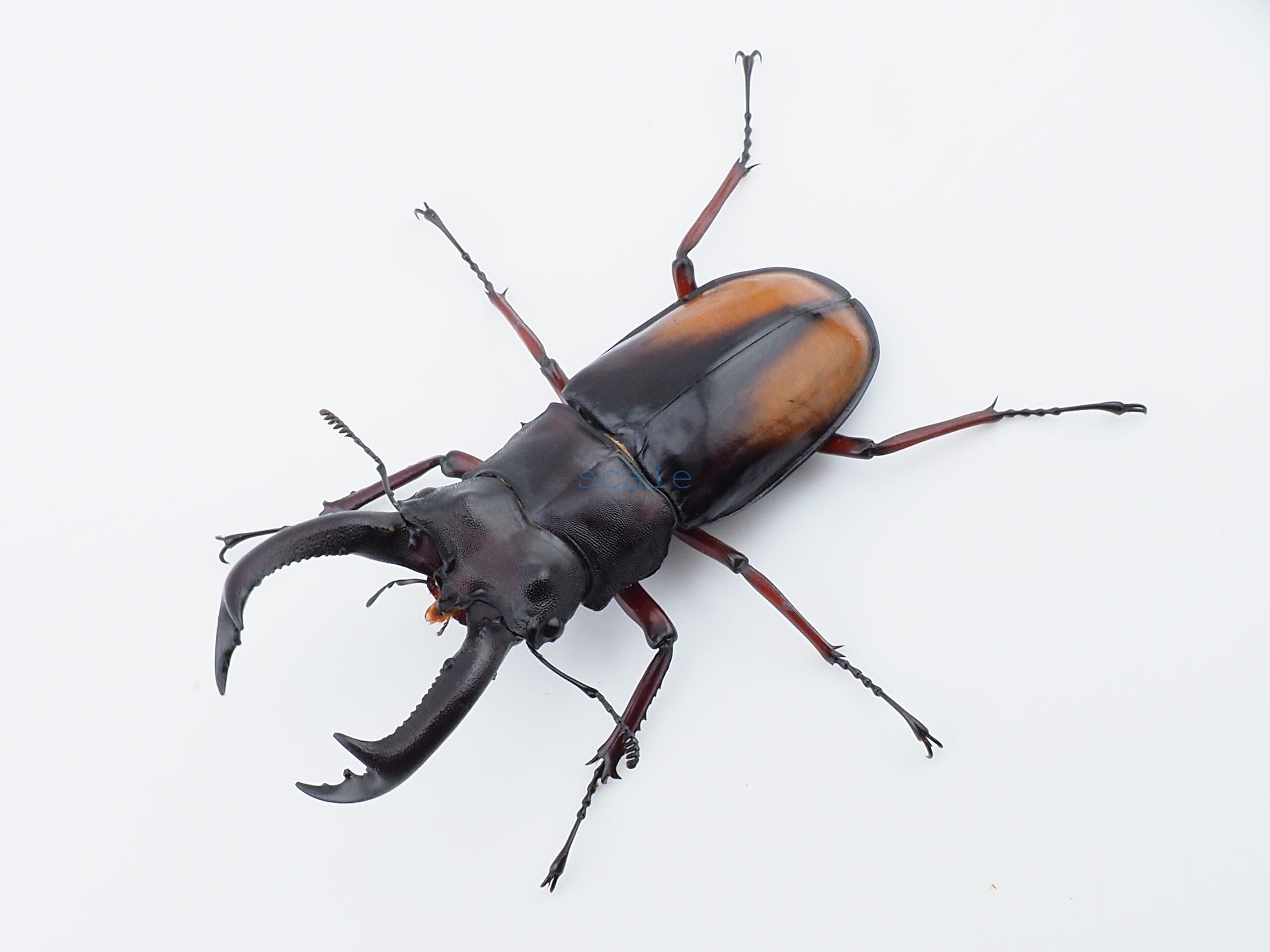 Hexarthrius parryi elongatus2