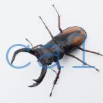 Hexarthrius parryi elongatus2