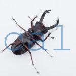 Hexarthrius parryi elongatus2