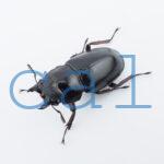 Hexarthrius parryi elongatus2