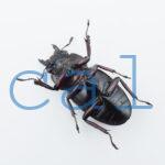 Hexarthrius parryi elongatus2