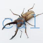 Cyclommatus montanellus1