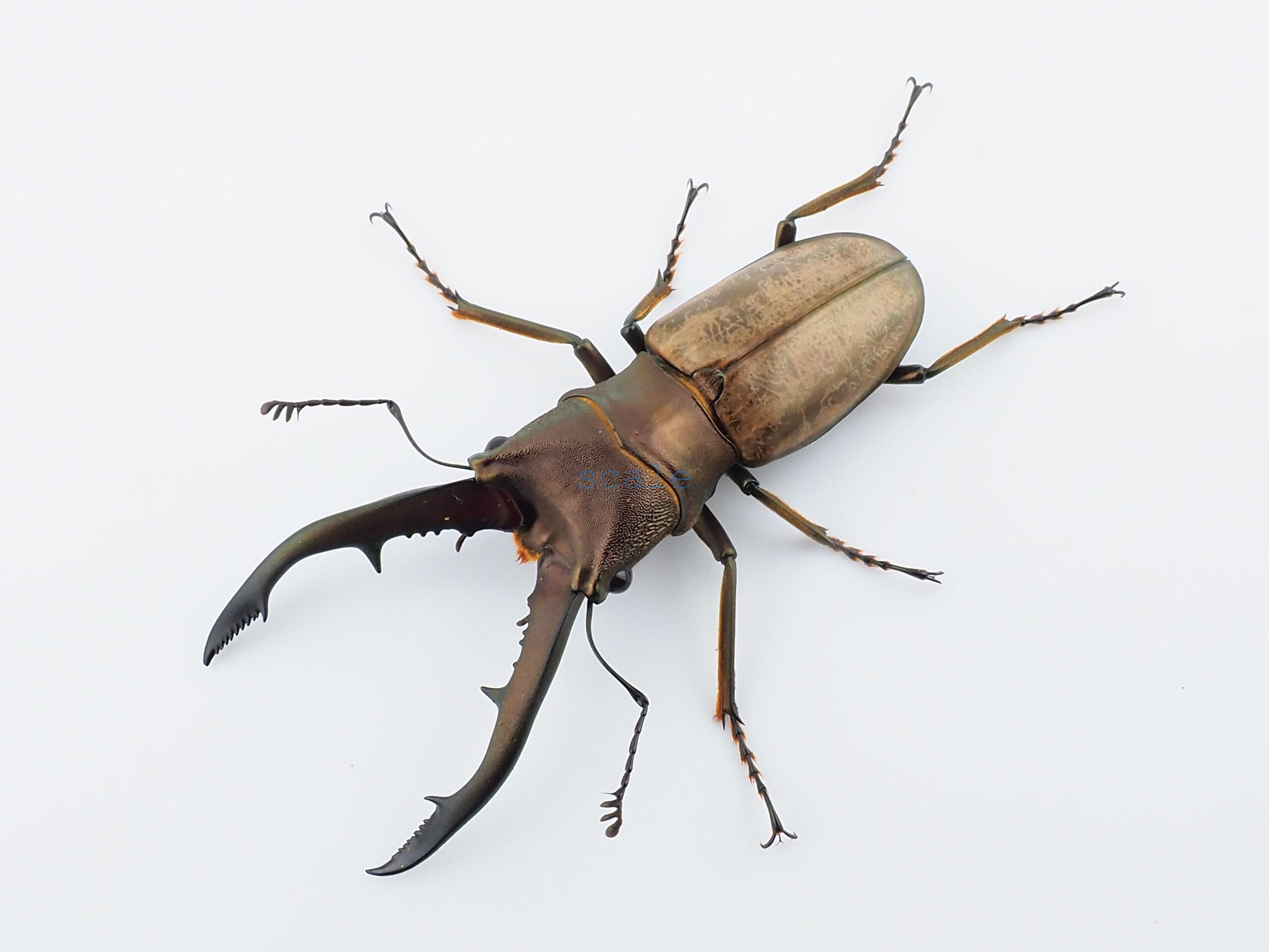 Cyclommatus montanellus1