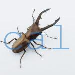 Cyclommatus montanellus1