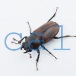 Cyclommatus montanellus1