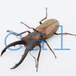 Cyclommatus montanellus2