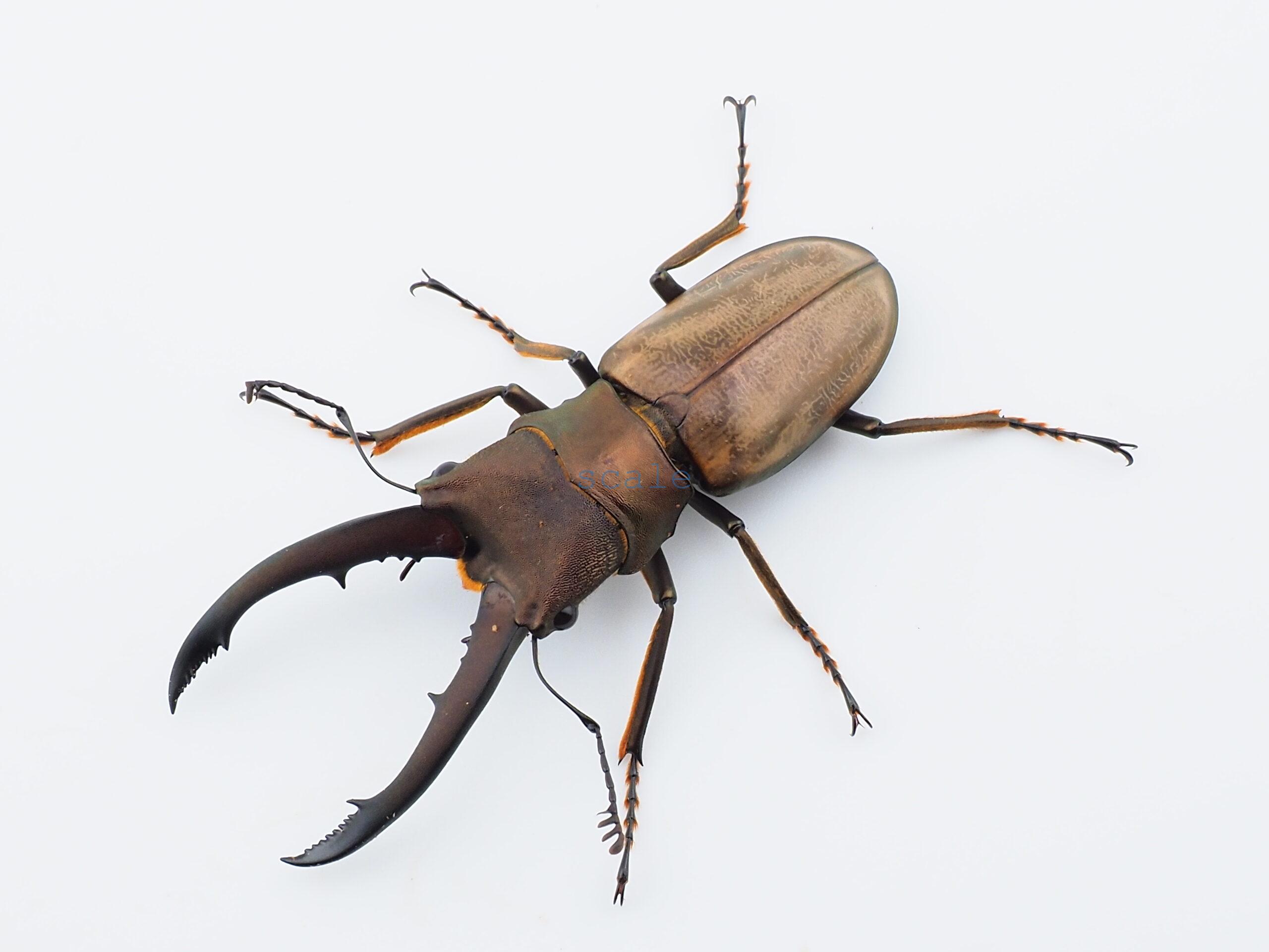 Cyclommatus montanellus2