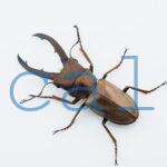 Cyclommatus montanellus2