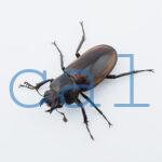 Cyclommatus montanellus2