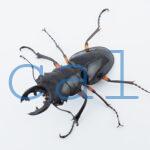 Odontolabis imperialis imperialis