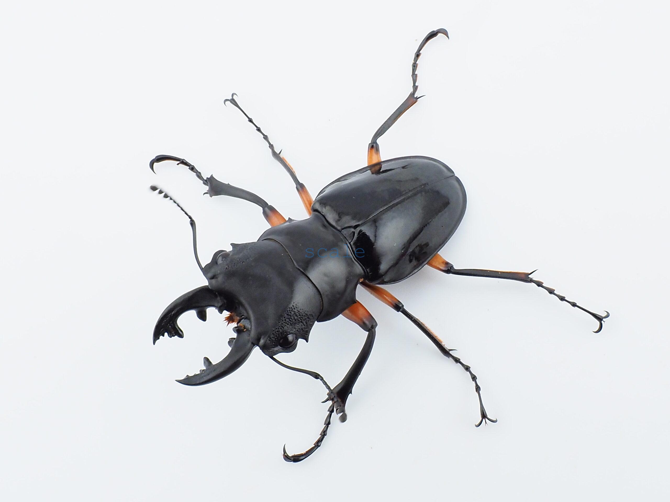 Odontolabis imperialis imperialis 