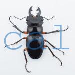 Odontolabis imperialis imperialis