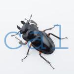 Odontolabis imperialis imperialis