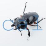 Odontolabis imperialis imperialis