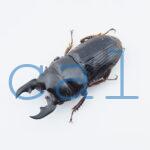 Aegus acuminatus acuminatus