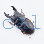 Aegus acuminatus acuminatus