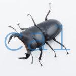 Dorcus Antaeus datei