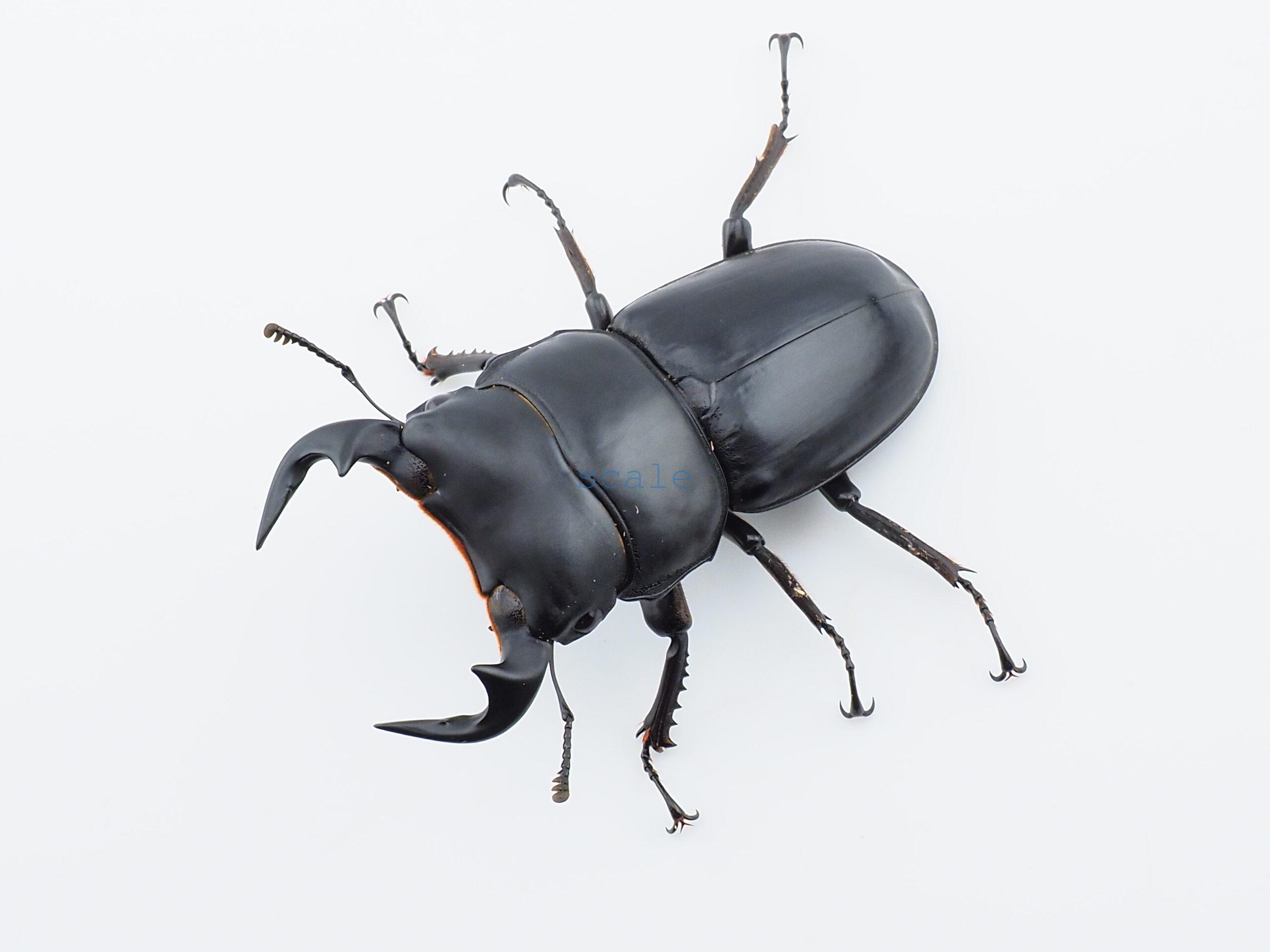 Dorcus Antaeus datei