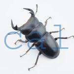 Dorcus Antaeus datei