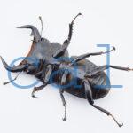 Dorcus Antaeus datei