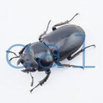 Dorcus Antaeus datei