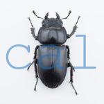 Dorcus Antaeus datei