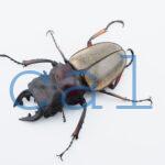 Odontolabis femoralis femoralis