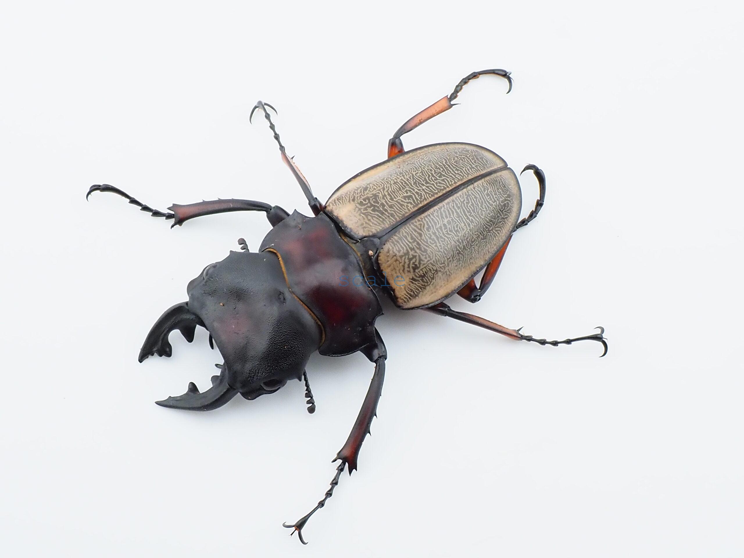 Odontolabis femoralis femoralis