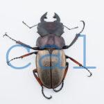 Odontolabis femoralis femoralis