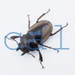 Odontolabis femoralis femoralis