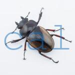 Odontolabis femoralis femoralis