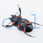 Odontolabis femoralis femoralis