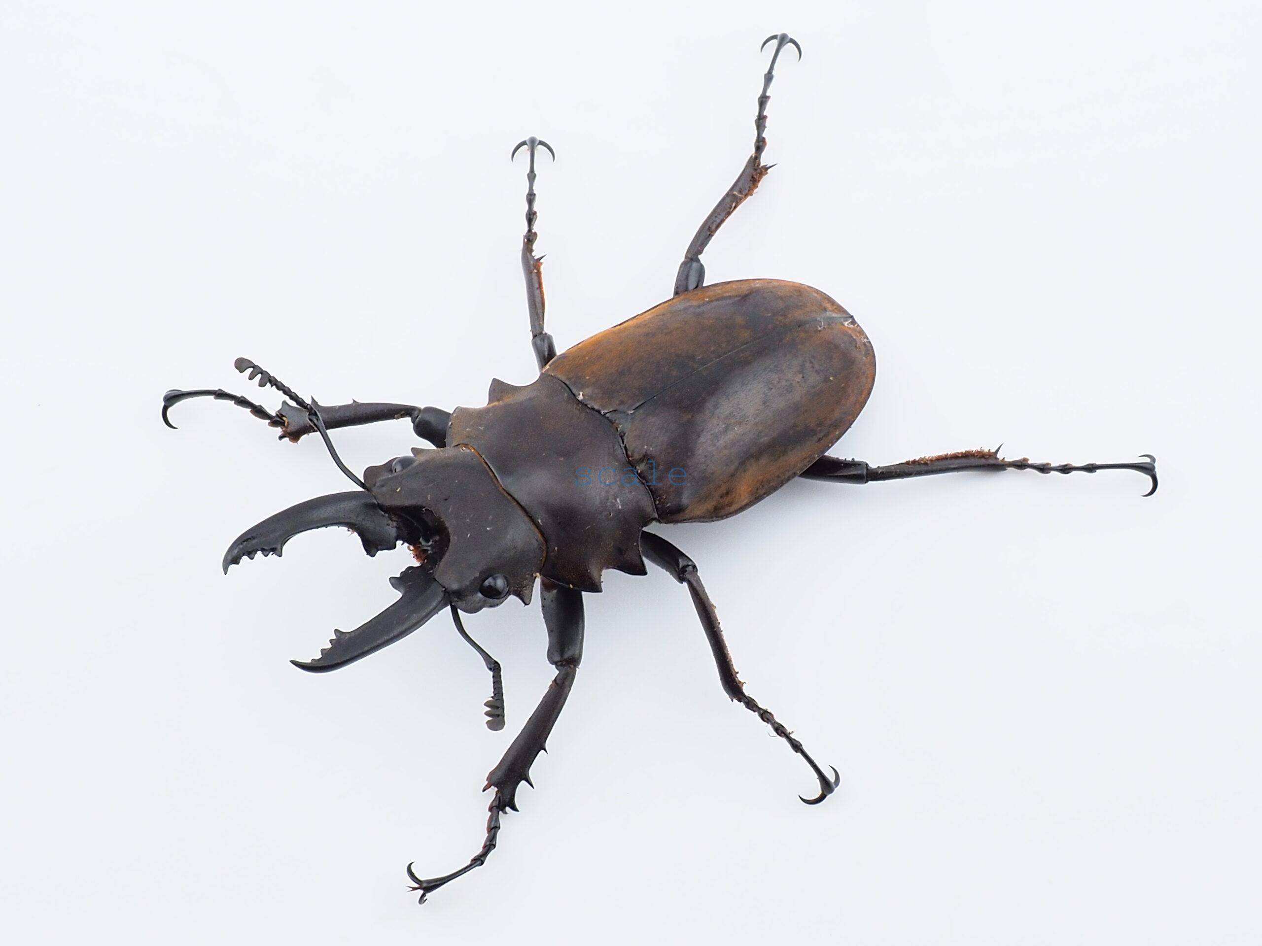 Odontolabis dalmanni dalmanni